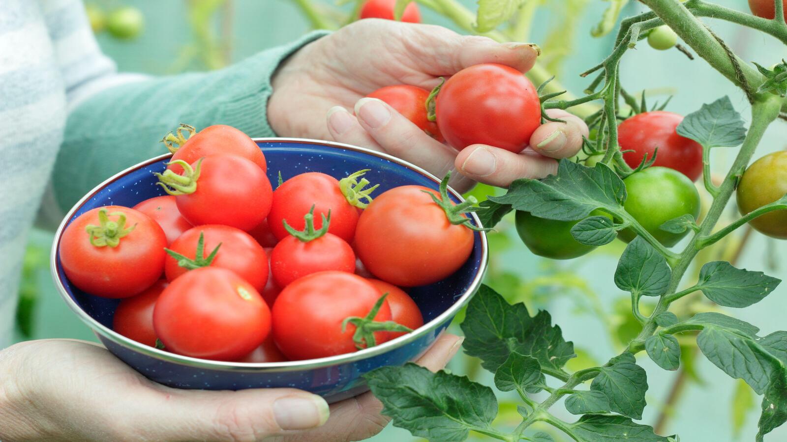 Useful Tips on Growing Tomatoes in Raised Garden Beds This Summer in The USA